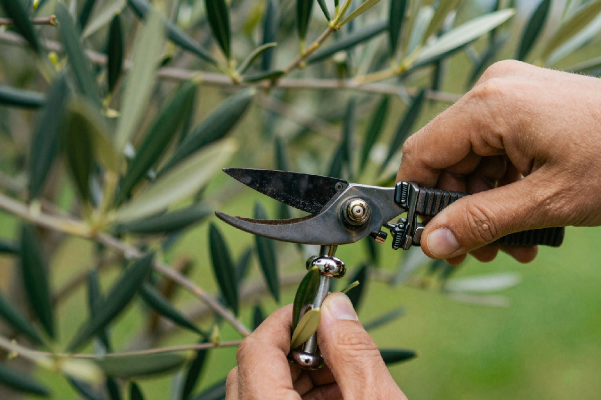 Come ho imparato a curare il mio olivo nel modo giusto e migliorato la mia pianta