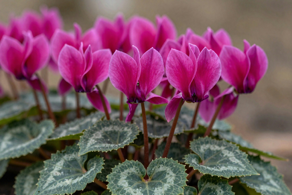 Come proteggere i ciclamini dal freddo e farli fiorire in inverno: trucchi e consigli utili